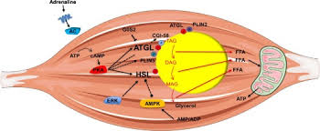 Triglyceride metabolism in exercising muscle - ScienceDirect