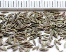 Image result for Digitaria sanguinalis