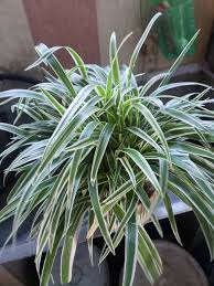 Image result for Chlorophytum fischeri