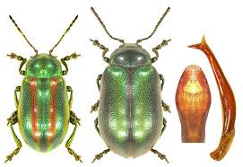 Image result for Buchnera speciosa