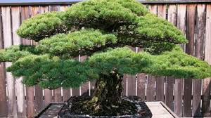Tribun Wiki 10 Tanaman Bonsai Yang Paling Banyak Dicari Di Bali Tribun Bali