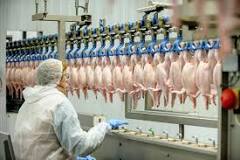 How to Start an Abattoir in South Africa - Farming South Africa