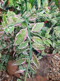 Image result for Euphorbia matabelensis