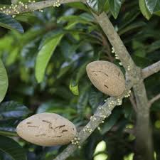 Image result for Pouteria pseudoracemosa