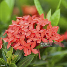 Image result for Rubiaceae