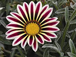 Se apprezzate le gerbere in vaso allora potete scegliere questa pianta la gerbera fiore ha. I Fiori Simili A Camomilla Sono Alti In Autunno Fiori Simili A Margherita