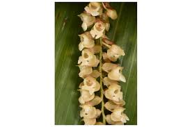 Image result for Kotschya imbricata