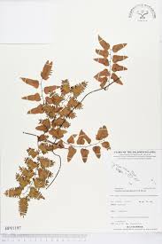 Image result for Lygodium microphyllum