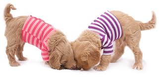 The alaa holds its breeders to a very high standard for health testing, puppy care and health guarantees. Legendary Labradoodles Australian Labradoodles For Sale In Texas