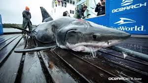 .energy transfer energy transfer 1st consumer energy transfer algae grass living organisums 3rd consumer giant clams 2nd consumer energy transfer great white shark energy tranfer seal. What Attacked A 13 Foot Great White Shark