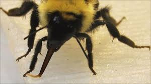 Some insects eat grass and leaves. Dipping Tongues Allow Bees To Drink The Sweetest Nectar Bbc News