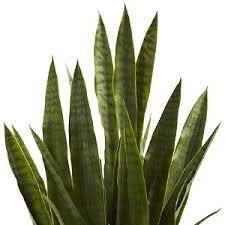 Nearly natural 4855 sansevieria plant with black planter, green is now available at amazon.com for some plants simply exude class and that's exactly the case with this wonderful sansevieria plant. Amazon Com Nearly Natural Green 4855 35in Sansevieria With Black Planter Home Kitchen