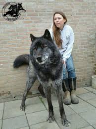 A Gorgeous Wolf Hybrid If I Could Bring Myself To Have A Big Dog Like This I Would Wolf Hybrid Dogs Hybrid Dogs Wolf Dog