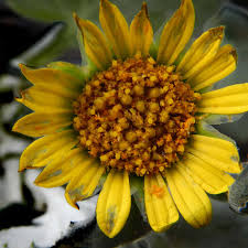 Image result for Arctotheca populifolia