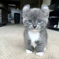 Munkin Kitten Sevimli Kedi Yavrulari Sevimli Kediler Kediler Ve Yavrulari