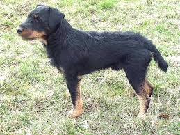 Image result for jagdteriér