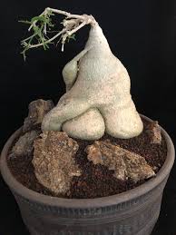 Image result for Kedrostis africana