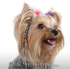 We offer a calm and relaxing environment for your puppies first grooming experience. Feather Extensions For Dogs How Adorable I Can T Wait To Get These And Show Them To My Groo King Charles Cavalier Spaniel Puppy Yorkie Dogs Yorkshire Terrier