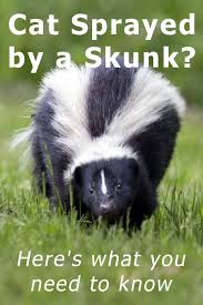 Cat Sprayed By A Skunk Here S What You Need To Know Thecatsite Articles