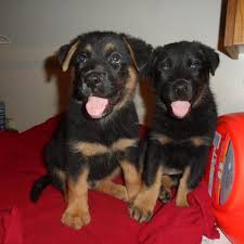 Maybe you would like to learn more about one of these? Adopt German Shepherd Rottweiler Puppy On Petfinder Rottweiler Puppies Rottweiler Rottweiler Dog