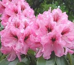 R Ben Moseley Rhododendron For Woodland Hill Pink Garden Rhododendron Plant Rhododendron