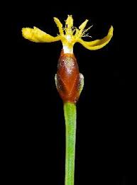 Image result for Xyris laniceps