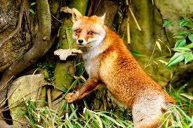 Flora dan fauna endemik dari negara ini adalah pohon sakura dan kucing iriomote Wallpaper Jepang Makhluk Alam Rumput Taman Margasatwa Nikon Kebun Binatang Bokeh Cambang Musim Semi Yokohama 2017 Hewan Luar Ruangan D7000 Kanagawa Maret Fauna Binatang Menyusui Rubah Merah Vulpes Moncong Kit Fox