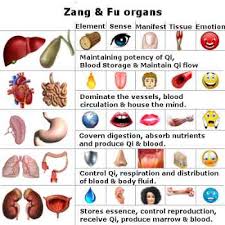 zang fu organs