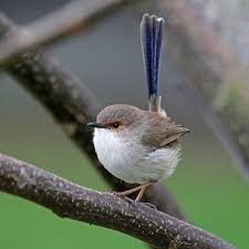 Bird With No Tail Feathers Superb Fairy Wren Male In Eclipse Plumage Photo By Christina Port With Images Birds Pet Birds Beautiful Birds