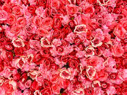 Bouquet of pink roses on a light background. 21 Special Rose Color Meanings Rose Flower Meanings For Valentine S Day