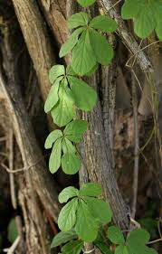 Image result for Dioscorea quartiniana