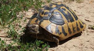 The most common subspecies, the western hermann's tortoise, is the smallest. The Best Substrate And Bedding For A Hermann Tortoise Turtleowner Com
