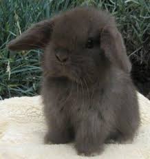 11 Animals Lop Eared Bunnies Ideas Animals Cute Baby Bunnies Animals Beautiful