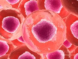 Most of the cells that compose animal tissues and organs however, with the aid of a microscope, one can observe the basic animal cell structure. Microscopic View Of Animal Cell Digital Art By Stocktrek Images
