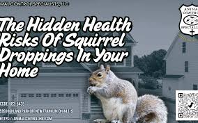 Image result for squirrel poop