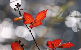 Herfst Wallpapers Herfstfoto S Achtergronden Mooie Achtergronden Wallpapers