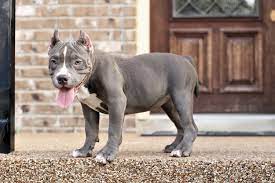 We offer air and ground delivery within usa. American Bully Puppies For Sale San Antonio Tx 308398