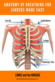 As such, the 2nd rib's position on the angle of lewy is actually on the same transverse plane as the t4 vertebrae. Anatomy Of Breathing For Singers Made Easy How 2 Improve Singing