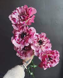 Japanese Ranunculus Ranunculus Bouquet Pink Ranunculus Growing Ranunculus Bridal Bouquet
