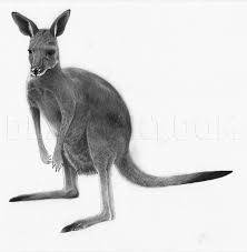 How To Draw A Realistic Kangaroo Step By Step Drawing Guide By Jtm93 Dragoart Com In this step follow the image to get best results. how to draw a realistic kangaroo step