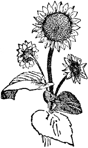Black And White Line Art Sunflower Drawing Free Black And White Sunflower Clipart Image 8602 Black And White Sunflower Clipart Sunflower Black And White Sunflower Clipart White Sunflowers