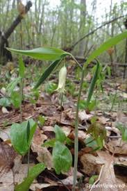 Image result for Clutia sessilifolia