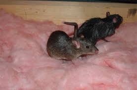 I still trap the occasional rougue mouse and get the willies when i jeyes515_aol_comdid you ever find a solution to the rats in your crawl space under the addition? Mice In Crawl Space Crawl Space Repair And Encapsulation