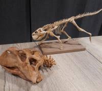 This is a question we often hear from visitors as they roam the field museum, especially about dinosaur bones. Dinosaur Skeleton 3d Models To Print Yeggi