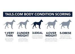 If your dog breathes in and out, you may have noticed his rib cage. How To Check Your Dog S Body Condition Score The Inside Scoop