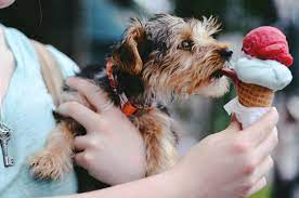 We did not find results for: Can Dogs Eat Ice Cream How To Discuss