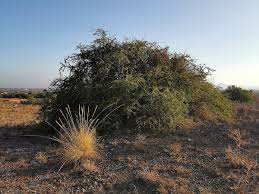 Image result for Maytenus