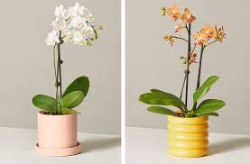 How To Take Care Of Orchids That Thrive All Year Long Orchid Care Orchids Indoor Orchids