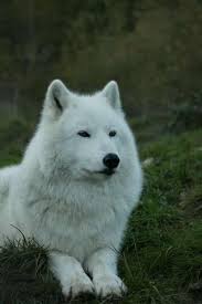 Wolves Photo White Wolves Wolf Dog Wolf Photos White Wolf