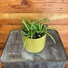 Image result for Chlorophytum delicatulum